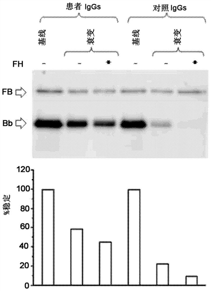 Method for the diagnosis of c3nef-mediated membranoproliferative glomerulonephritis