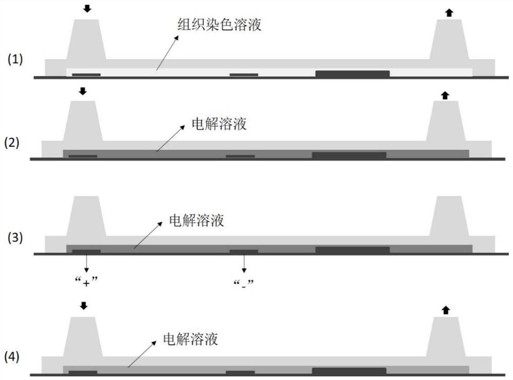 Chip device for in-situ tissue dyeing and decoloring and use method