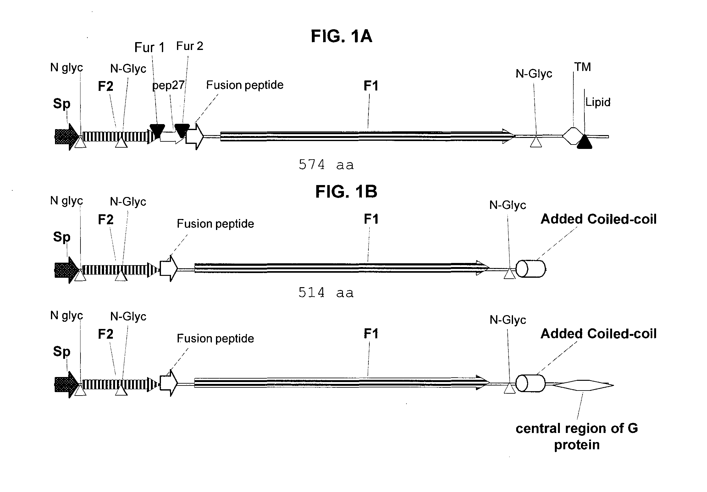 Method for eliciting in infants an immune response against rsv and b. pertussis