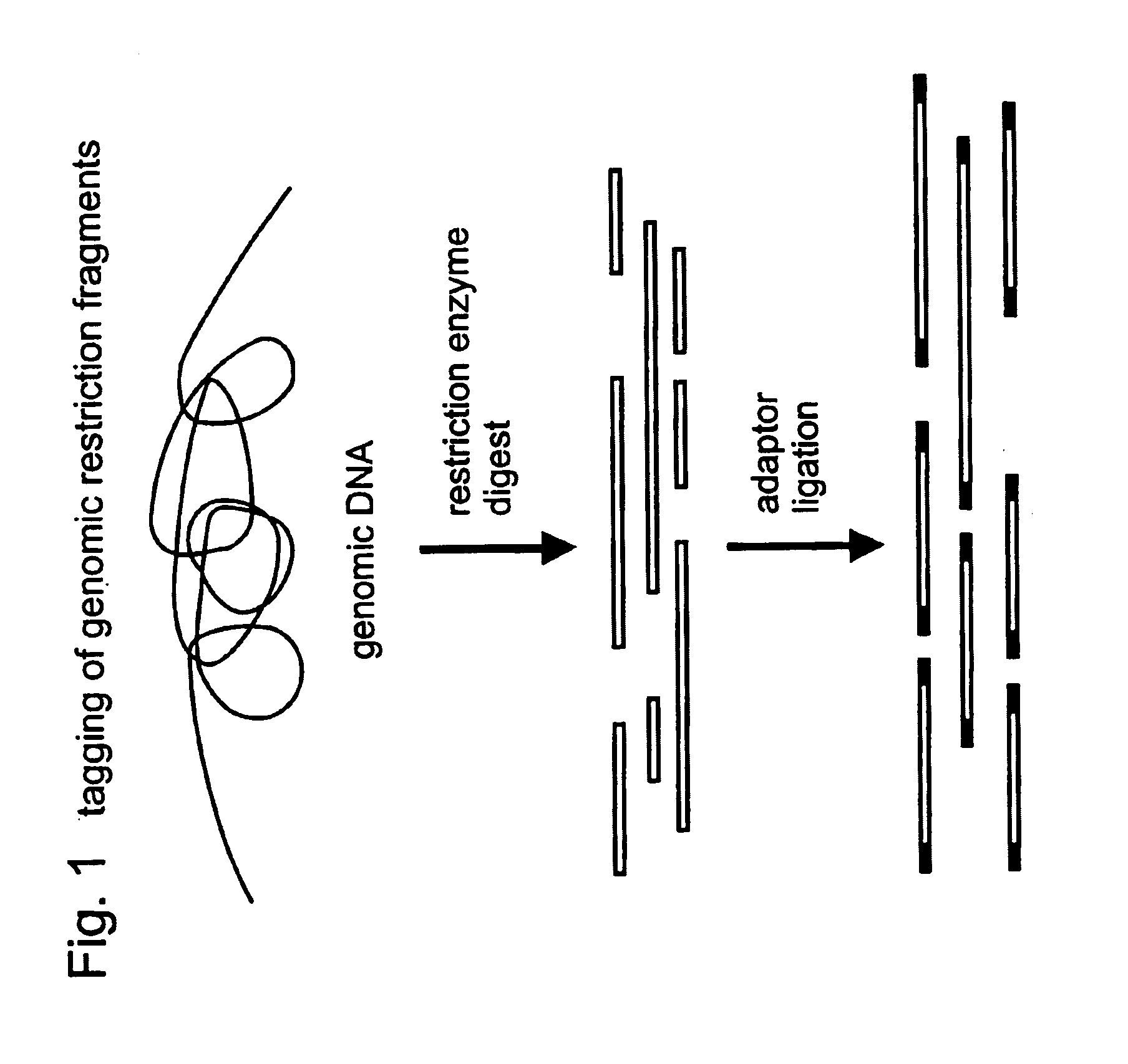 Selective restriction fragment amplification: fingerprinting