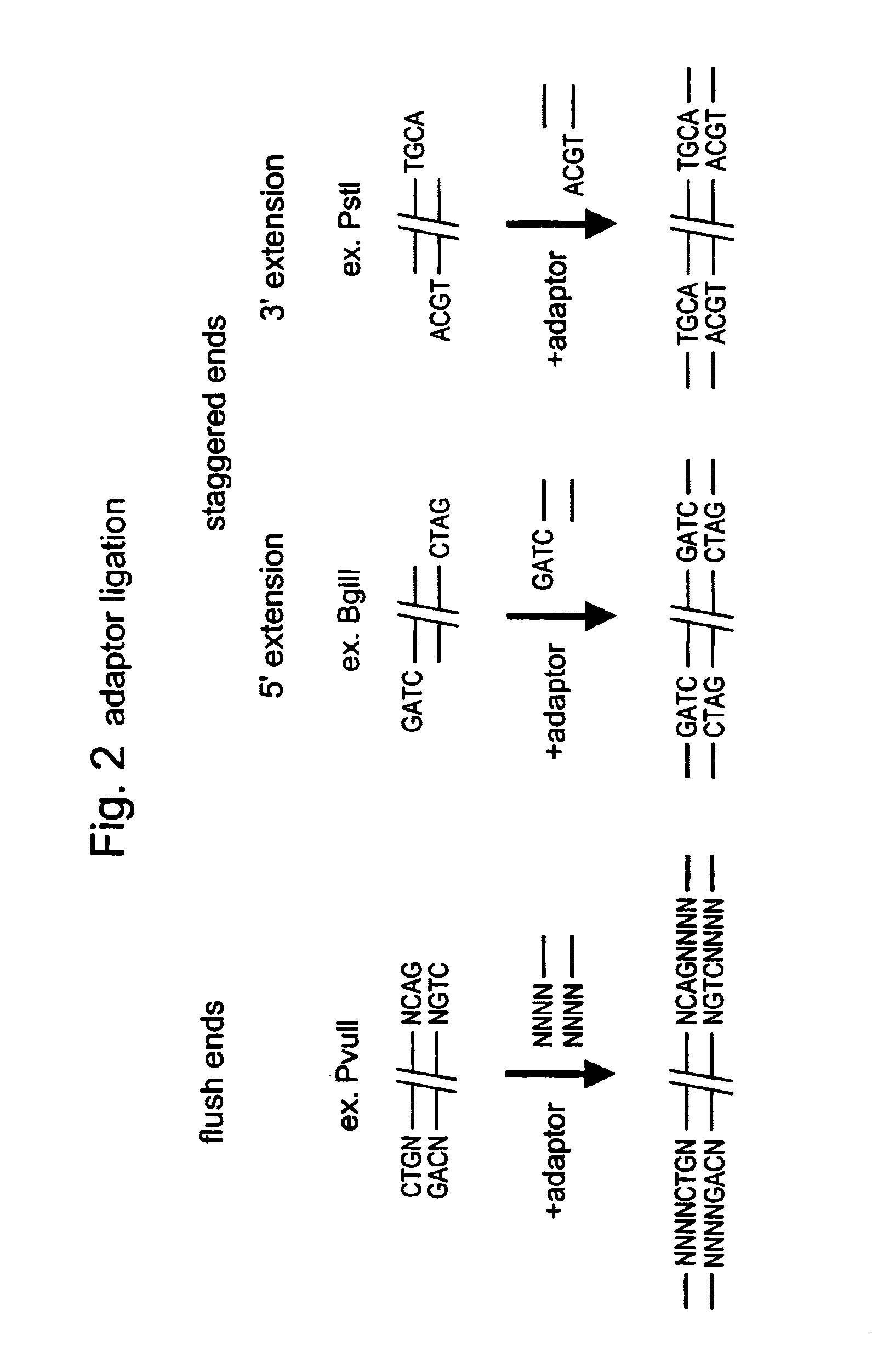 Selective restriction fragment amplification: fingerprinting