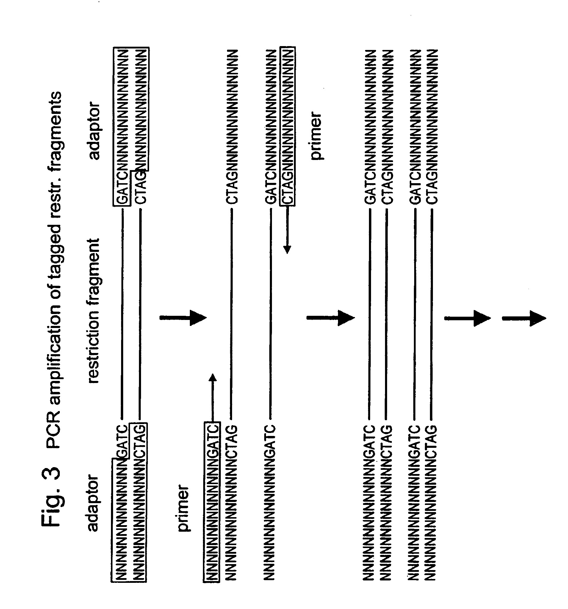 Selective restriction fragment amplification: fingerprinting