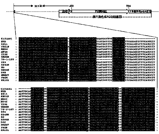 Molecular marker of rice-blast-resistant gene Pi2 and application of molecular marker