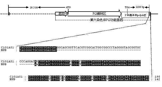 Molecular marker of rice-blast-resistant gene Pi2 and application of molecular marker