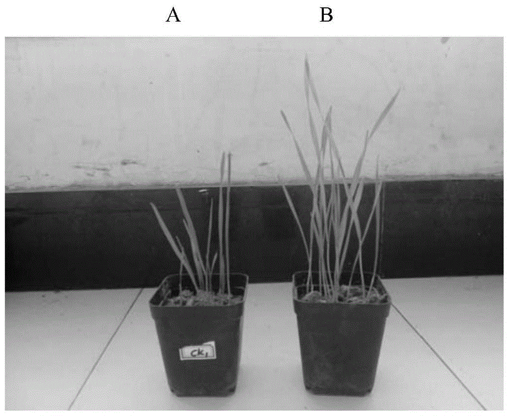 A strain of Raoult ornithinolyticum and its application