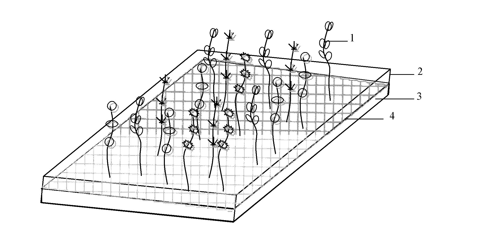 Preparation method of submerged vegetation patch