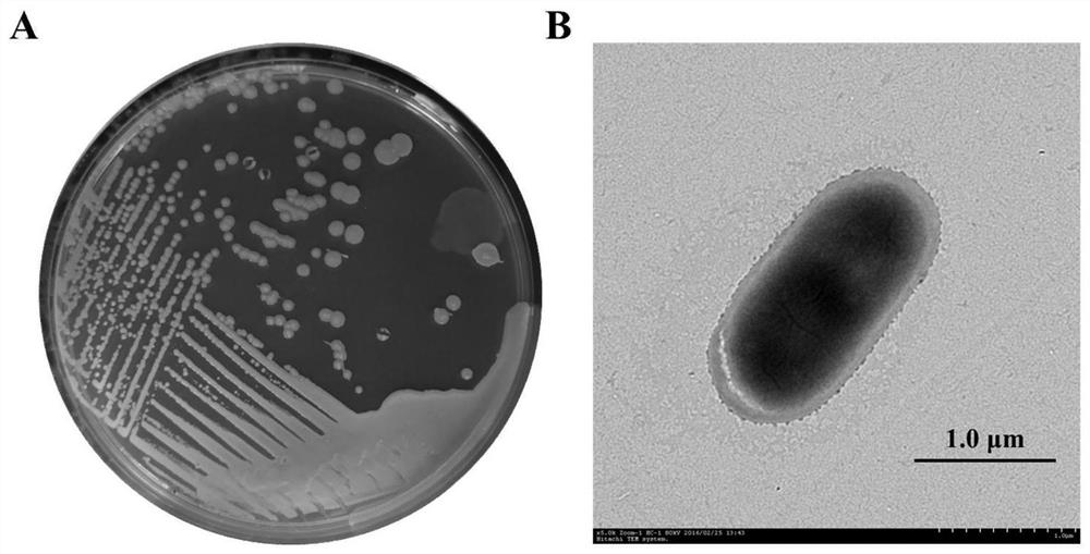 A degrading bacterial strain capable of simultaneously degrading two isomers of the chiral herbicide 2,4-dipropionic acid and the bacterial agent produced thereof