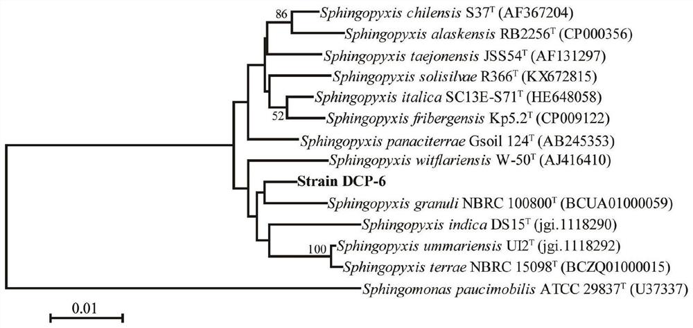 A degrading bacterial strain capable of simultaneously degrading two isomers of the chiral herbicide 2,4-dipropionic acid and the bacterial agent produced thereof