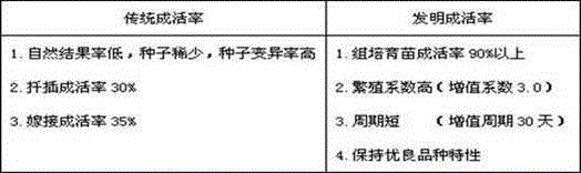 Double cherry tissue culture propagation method