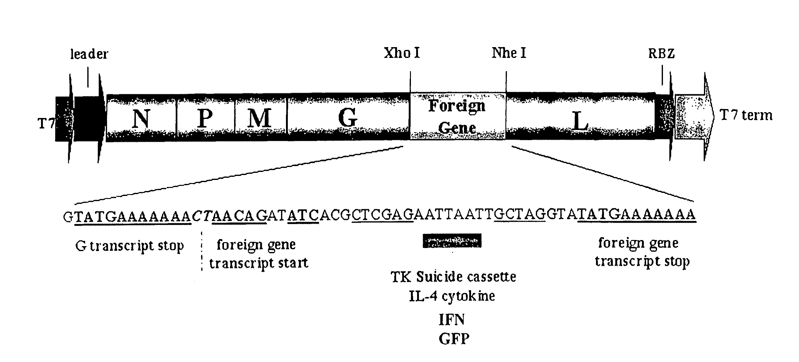 Recombinant VSV For The Treatment of Tumor Cells