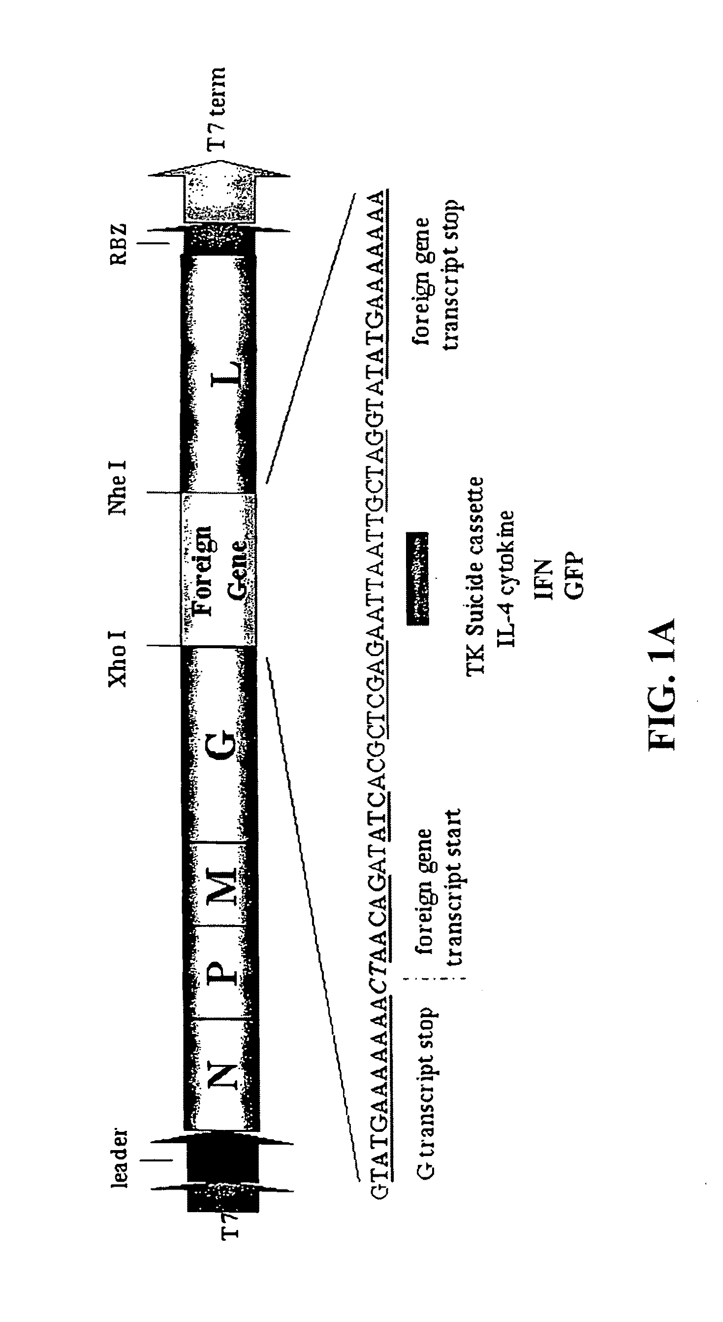 Recombinant VSV For The Treatment of Tumor Cells