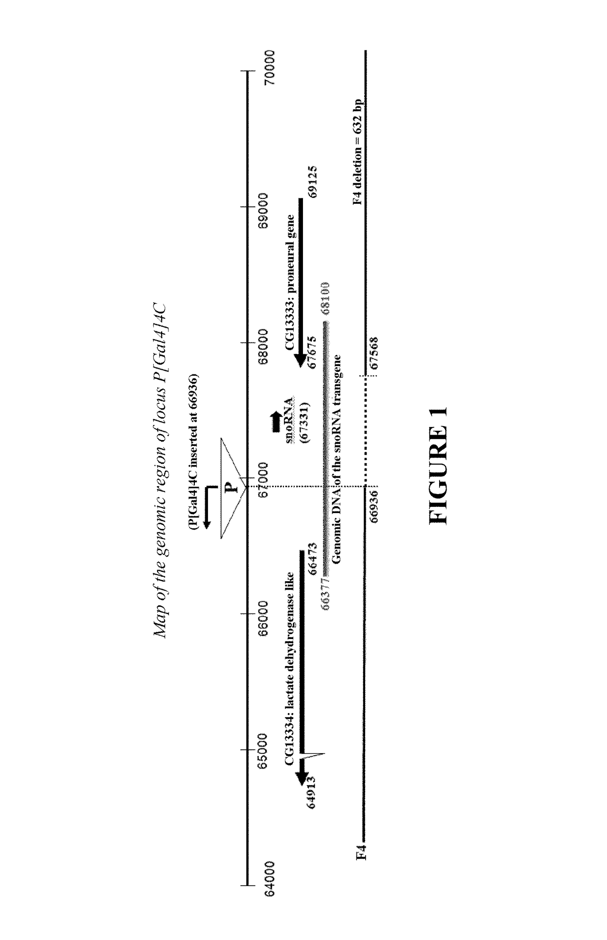 SnoRNA, compositions and uses