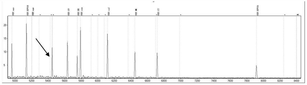 Detection product for detecting genital tract pathogens by MALDI-TOF MS and application