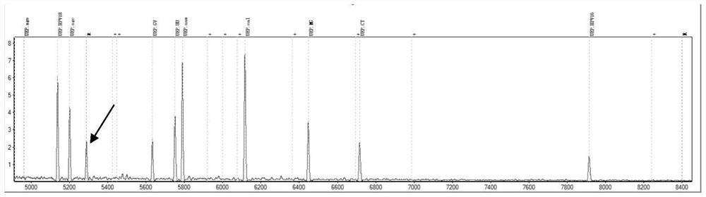 Detection product for detecting genital tract pathogens by MALDI-TOF MS and application