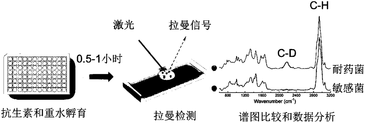 Raman spectroscopy-heavy water isotope labeling based rapid detection method for drug susceptibility of drug-resistant bacteria and judgment method for rational drug use