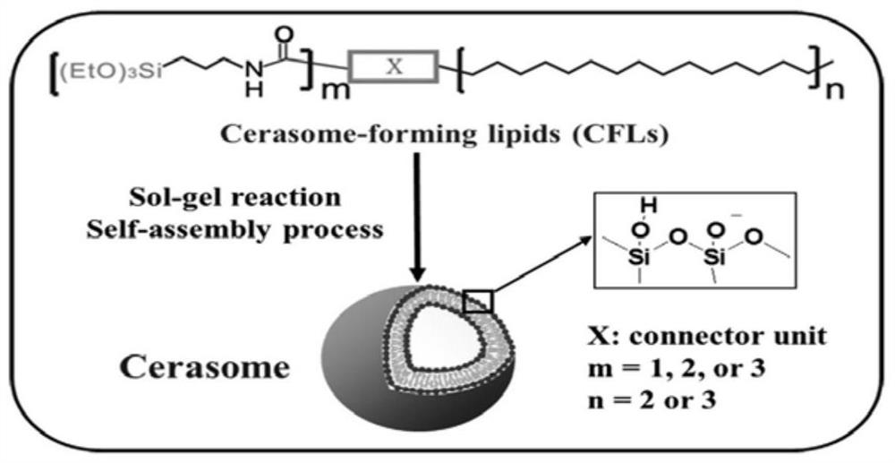 Silica nanocarrier delivery system for targeted activation of CD44 molecules, its preparation method and use