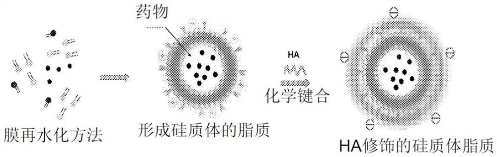 Silica nanocarrier delivery system for targeted activation of CD44 molecules, its preparation method and use