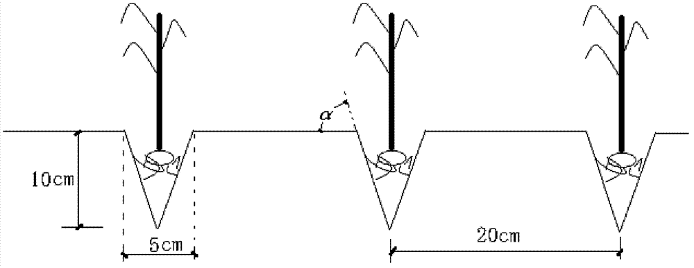 Cultivation method for wedge plowing and transplanting rice