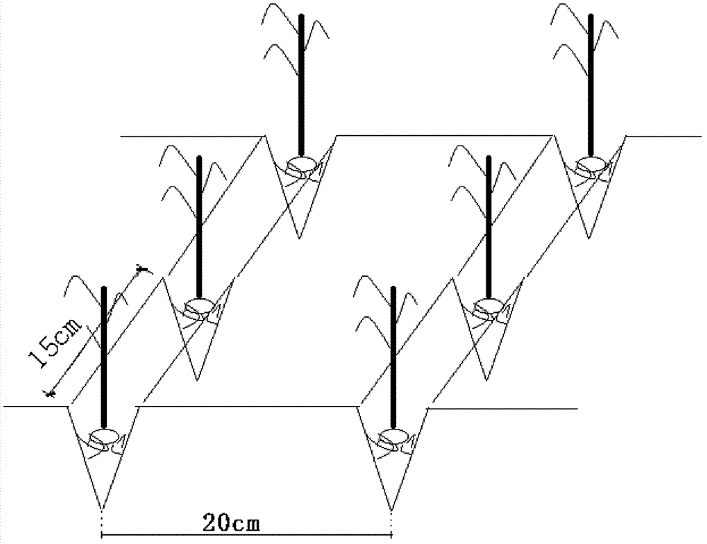 Cultivation method for wedge plowing and transplanting rice