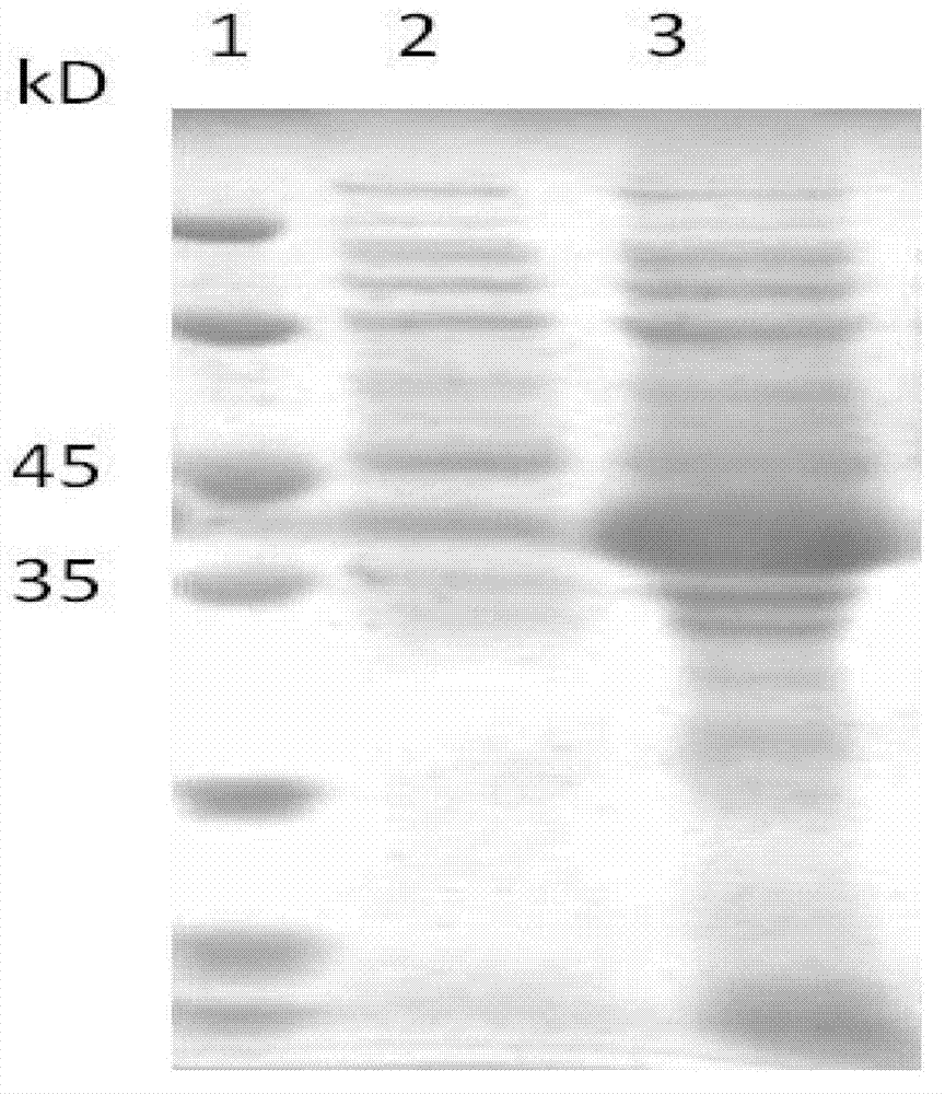 Mutated hFGF-21 protein mature peptide and mutated hFGF-21 protein mature peptide-polyethylene glycol cross-linking agent and applications thereof