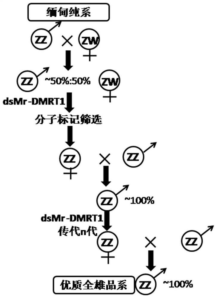 A kind of method for producing all male Macrobrachium rosenbergii seeds