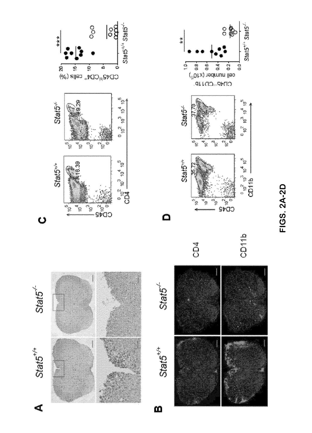 Methods and Compositions for Modulating TH-GM Cell Function