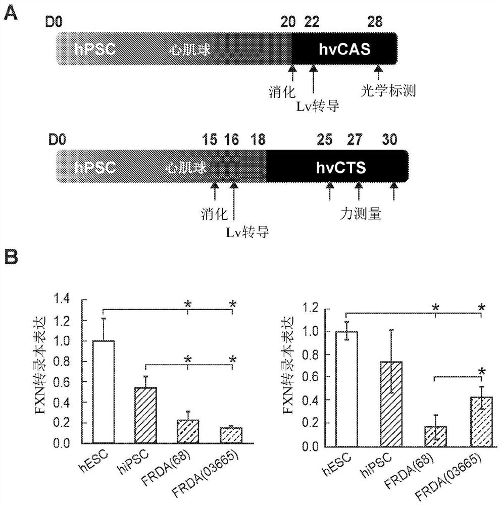 Modeling neurological disorders and ataxias with cardiac dysfunction using bioengineered heart tissues