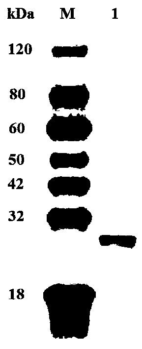 Application of antigen causing antibody-dependent enhancement of Tembusu virus