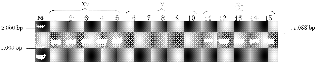 Detection reagent for Shigella flexneri plasmid-carried gene Ipt-O and application thereof