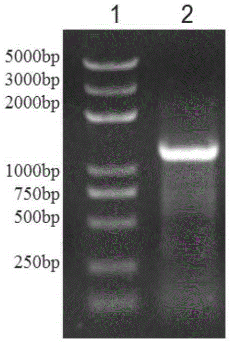 Incision beta-1,3-glucanase coding gene, as well as enzyme, preparation method and application thereof