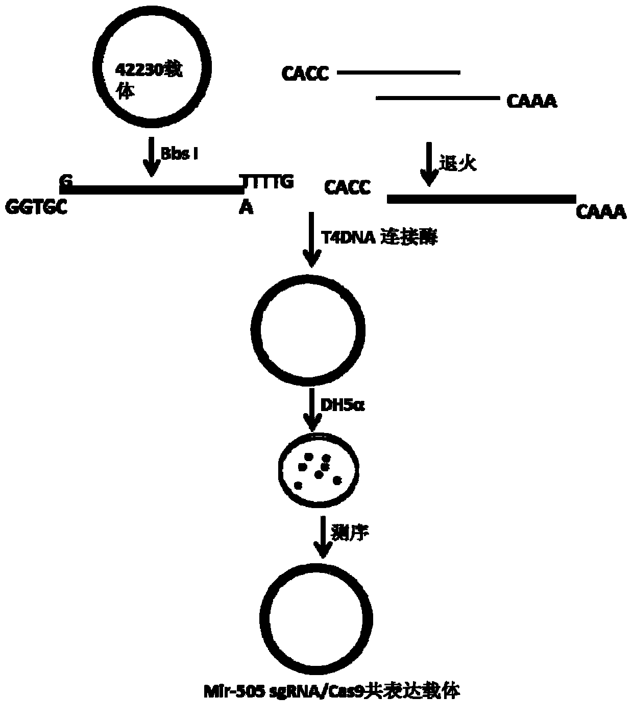 Method for knocking out mir-505 from mammal cell line