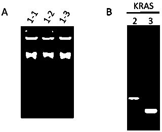 Primer combination and its application for detecting kras gene mutation in trace tissue