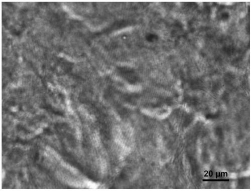 Preparation method of fluorescent cholesteric cellulose nanocrystal film with acid-base gas response