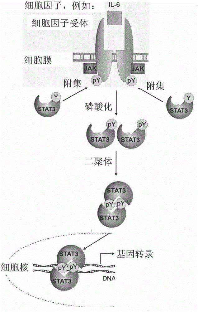 Target anti-cancer medicine based on STAT3 (Signal Transducers and Activators of Transcription type 3) protein target spot