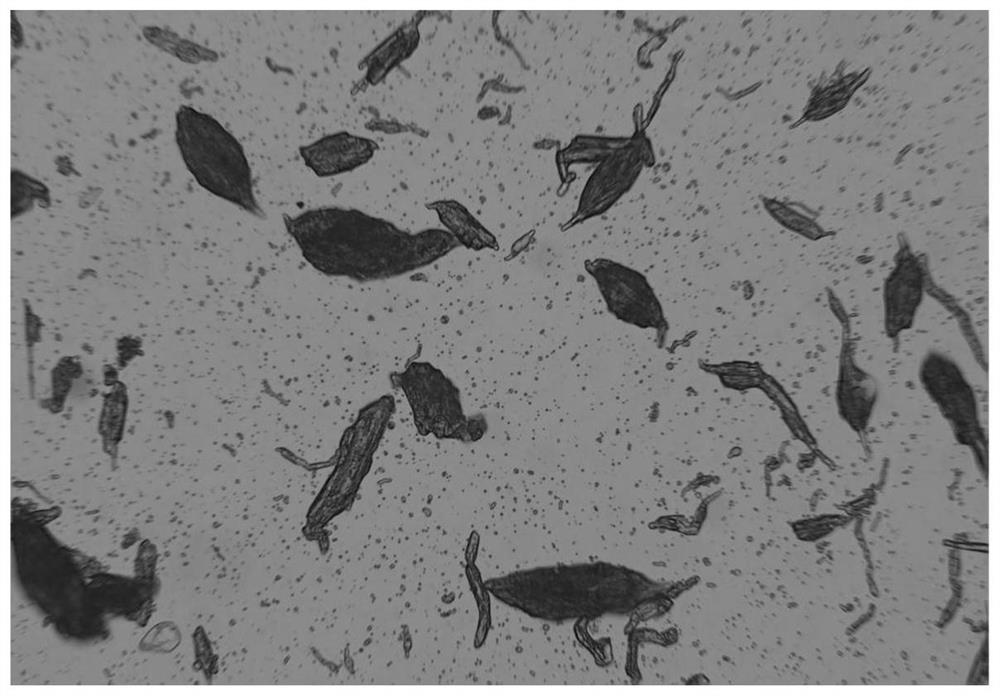 Preparation method of PLGA (poly (lactic-co-glycolic acid)) drug sustained release microspheres