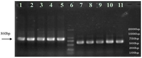 Molecular marker osblb-sv1 tightly linked to rice bacterial blight resistance gene