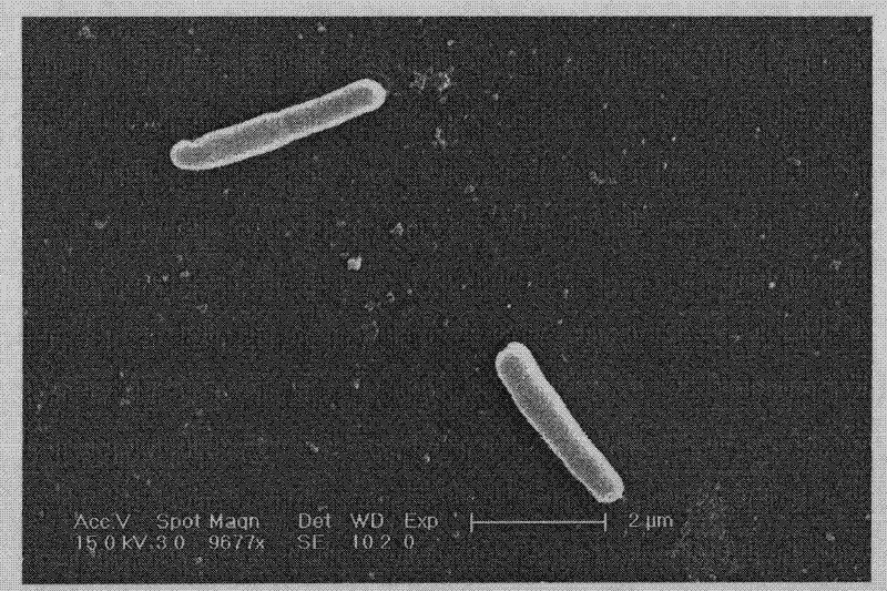 Pseudomonas and application thereof to degrading macromolecular synthetic plastics