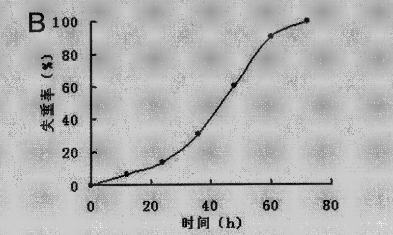 Pseudomonas and application thereof to degrading macromolecular synthetic plastics