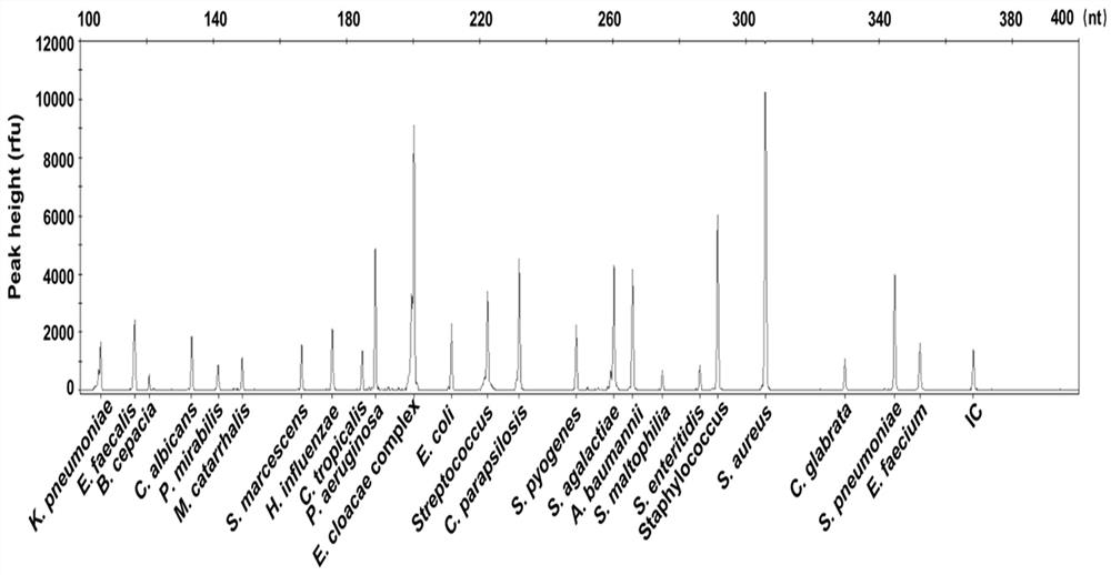 Blood flow infection pathogen multi-gene detection system, and kit and application thereof