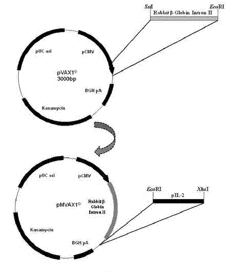 Efficiently-expressed porcine interleukin-2 gene and application of expression protein of porcine interleukin-2 gene