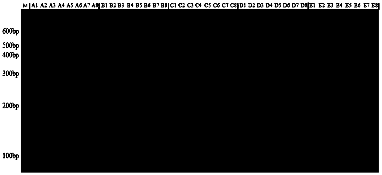 Group of cabbage mustard InDel molecular markers as well as development method and application thereof