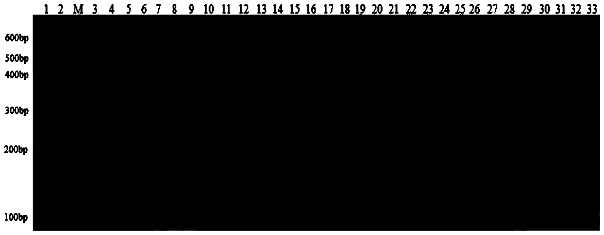 Group of cabbage mustard InDel molecular markers as well as development method and application thereof