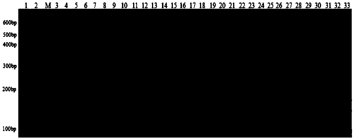 Group of cabbage mustard InDel molecular markers as well as development method and application thereof