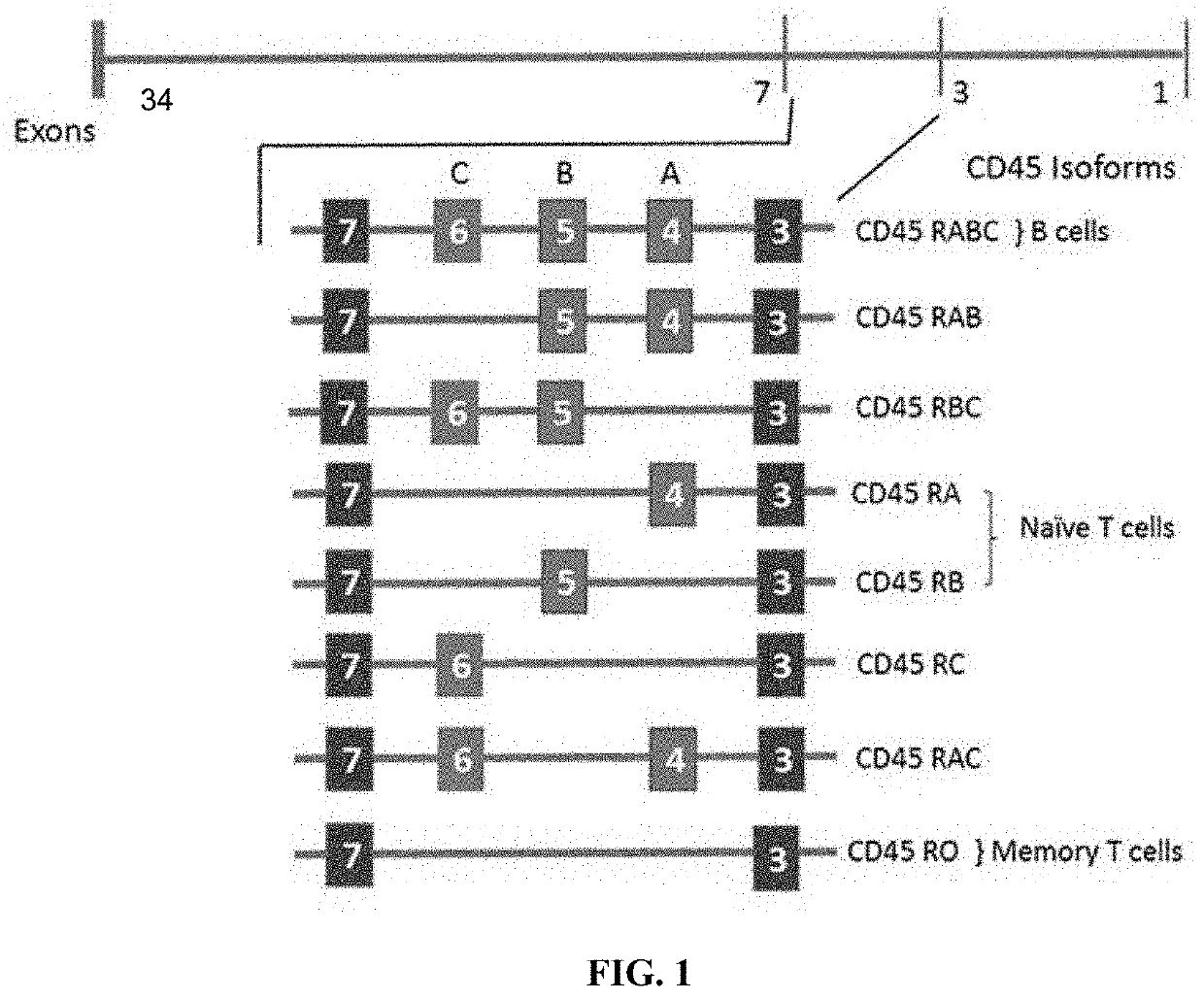 Molecules and their derivatives directed aganist cd45