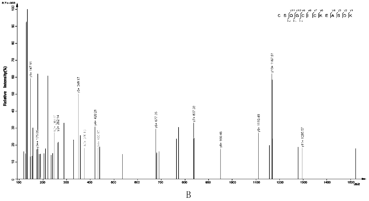 New application of metallothionein mt-2 in the preparation of asthma therapeutic drugs