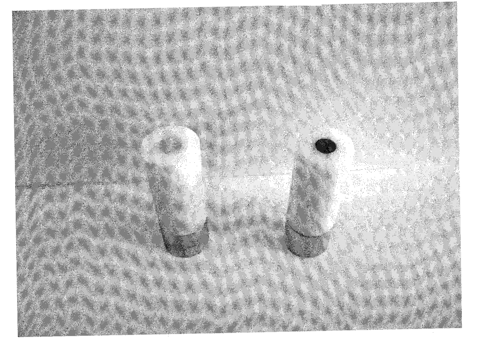 Photocatalytic Deposition of Metals and Compositions Comprising the Same