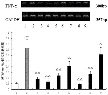 Medicine for resisting acute alcohol-induced hepatic injury and application thereof