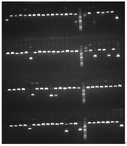 SNP markers associated with bacterial sepsis in Schizothorax chinensis and their application