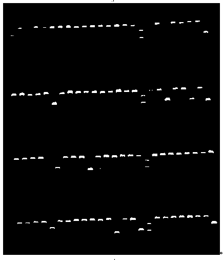 SNP markers associated with bacterial sepsis in Schizothorax chinensis and their application