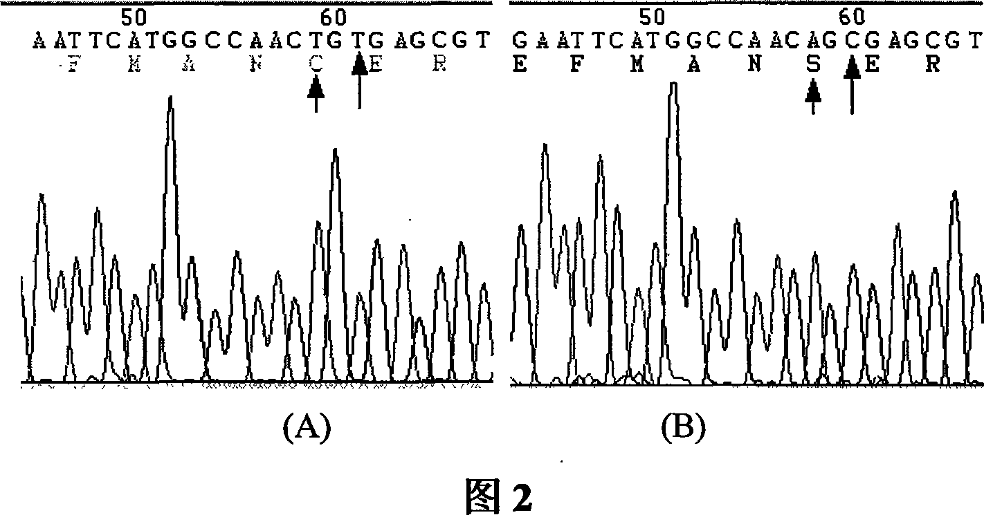 Nucleoside diphosphokinase A oxidation-reduction isomer